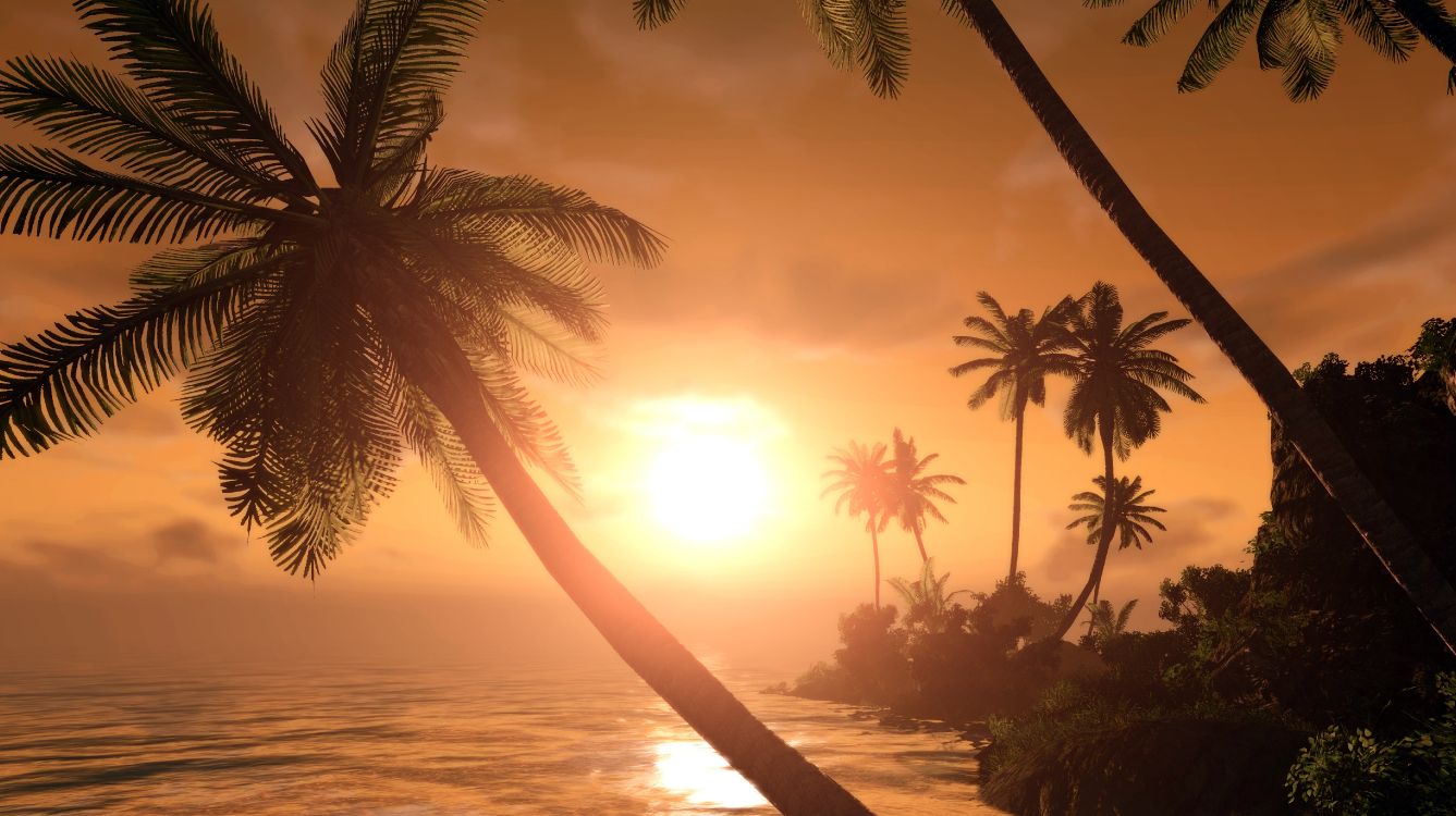 Обои пальмовые рощи, закат, море, тропическая зона, дерево в разрешении 5120x2872
