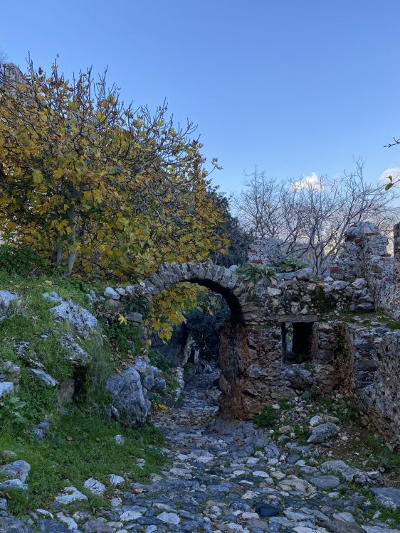 Обои лист, наука, растение, природный ландшафт, дерево в разрешении 1536x2048