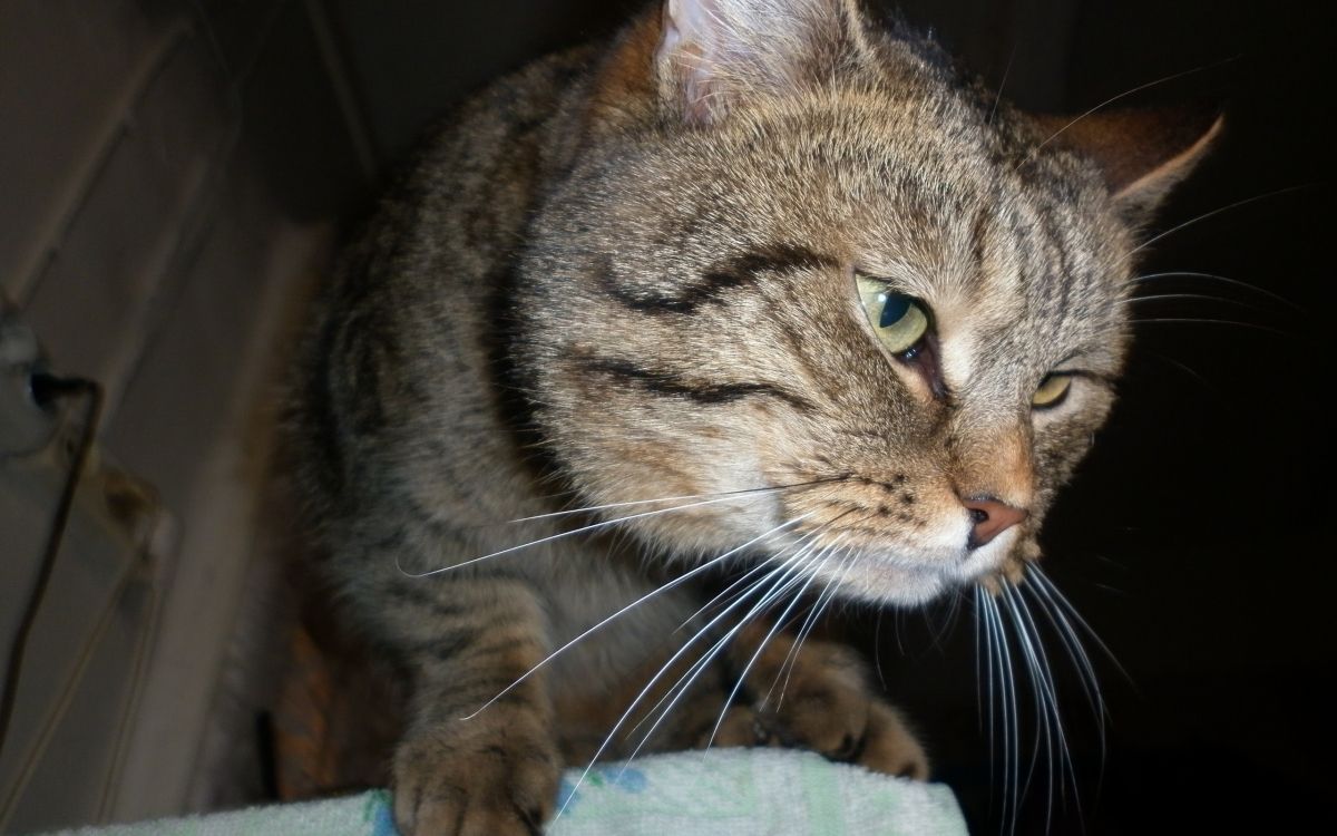 Обои полосатый кот, европейская короткошерстная, ли дракон, американская короткошерстная, тойгер в разрешении 2560x1600